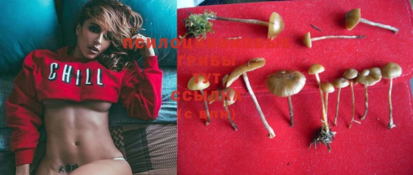 PSILOCYBIN Бородино